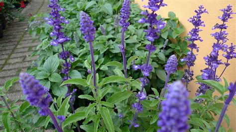 Сальвия Синяя Фото – Telegraph