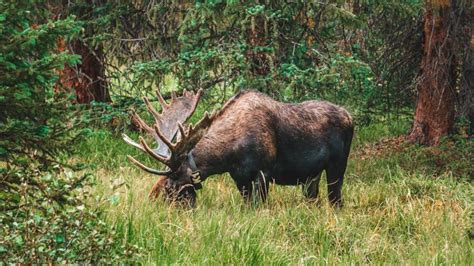 moose-national-animal-norway – Fjords & Beaches