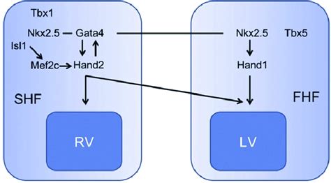 Schematic Representation Of The Roles Of Hand Genes In Ventricular