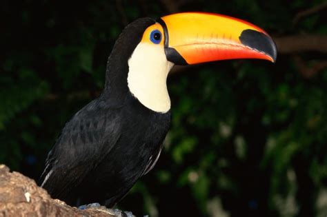 Toucans In The Rainforest Animals Momme