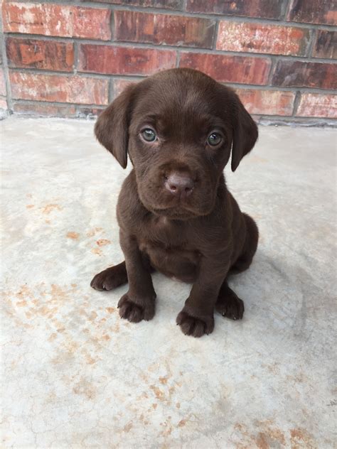 Chocolate Lab Puppy Chocolate Lab Puppies Lab Puppy Puppies