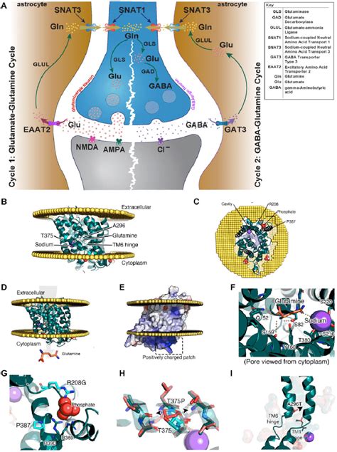 An Illustration Of The Glutamategaba Glutamine Cycle Snat3 Protein