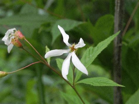 Wildflower Bowman S Root Gillenia Trifoliata Greenbrier River Trail