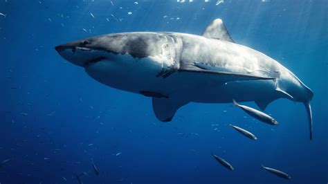 Great White Shark Habitat Map: 5 Surprising Places You Find Them