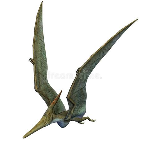 Pteranodon Dinosaur Wings Up. Pteranodon Dinosaur. From the Late ...