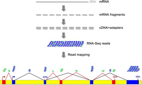 Current Generation High Throughput Sequencing Deepening Insights Into Mammalian Transcriptomes