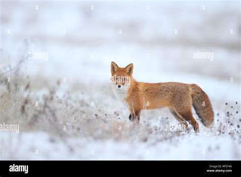 Red Fox (Vulpes vulpes) in winter. Europe Stock Photo - Alamy