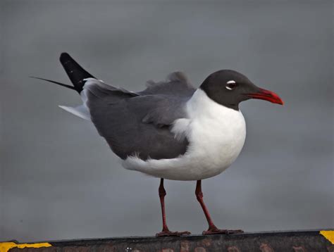 Pictures And Information On Laughing Gull