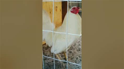 White Gamefowl Ortiz Florida Farm Youtube