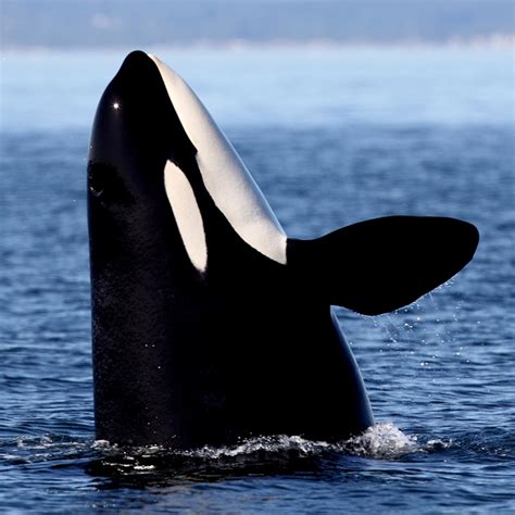 The Orca Watercolor Painting Art And Collectibles Pe