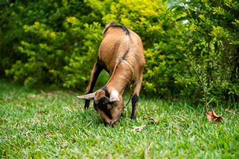 Goat Kid On Grass · Free Stock Photo