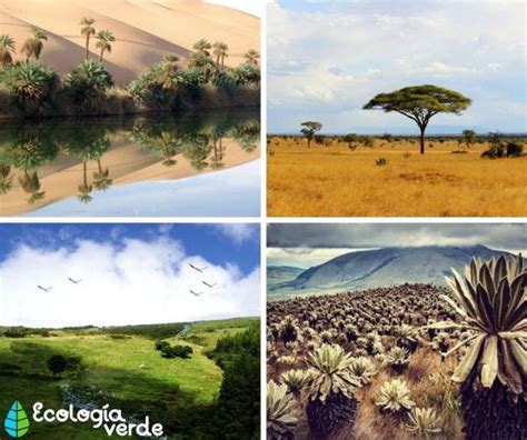 Museo Disculpa Punto De Referencia Tipos De Vegetacion Sabana Usando