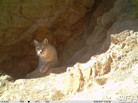 祁连山国家公园首次拍到国内5只雪豹同框画面中国网