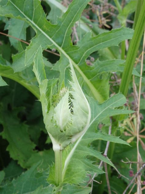 Kohldistel - Cirsium oleraceum - Ziergarten und Naturgarten - Pflanzenforum