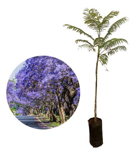 Excelente Muda De Jacarandá Mimoso Jacaranda Mimosifolia VIVEIRO