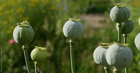 Poppy Seed Pods By Stocksy Contributor Harald Walker Stocksy