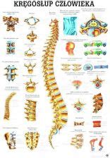 Drobne Akcesoria Medyczne Tablica Anatomiczna Plansza Kr Gos Up