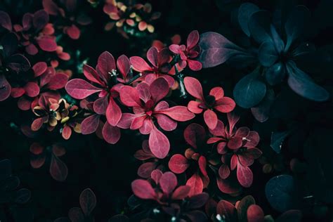 Жемчужина сада: 30 сортов барбариса Тунберга на любой вкус. Фото ...