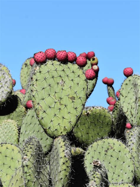 Prickly Pear Cactus Opuntia Care Tips Paisley Plants