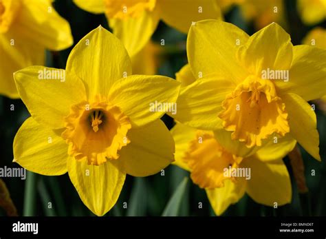 Narcissus Carlton Daffodil Division 2 Early Blooming Macro Photo Close