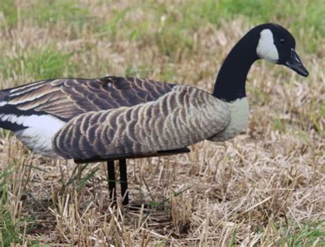 FUD Canada Geese Decoys 6 Pack - A1 Decoy