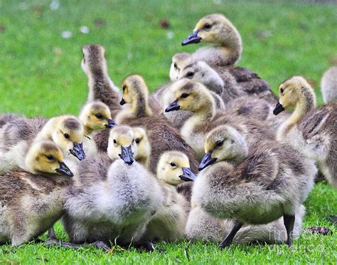Too Cute Baby Canada Geese Photograph by Marland Howard - Fine Art America