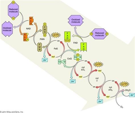 Electron Transport Chain Diagram | Quizlet