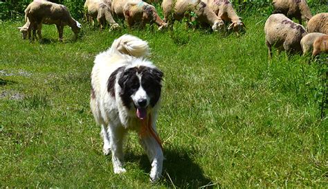 Using Herding Dogs on the Farm - Hobby Farms