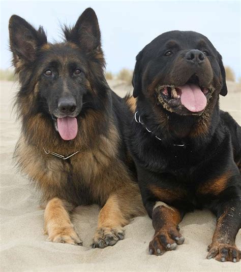 rottweiler  german shepherd  happy puppy site