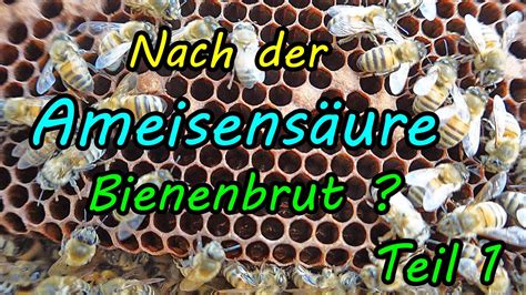 Bienen Check Nach Varroa Behandlung Teil1 3 YouTube