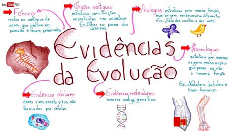 Evidências da Evolução Biológica - Principais evidências evolutivas ...