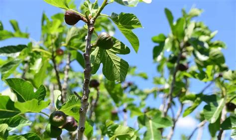 How to Grow a Fig Tree From a Cutting? – The Garden Bug Detroit