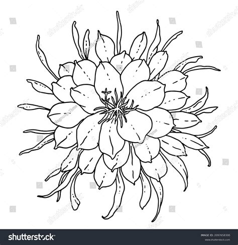 Night Queen Flower Isolated Over 183 Royalty Free Licensable Stock
