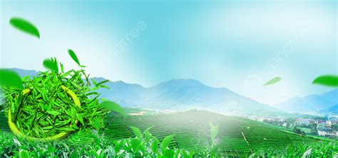 Tea Tea Garden Green And Fresh Background Spring Tea Tea Tea