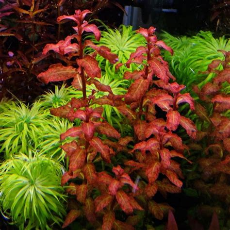 Ludwigia Sanegalensis Tanaman Aquascape Lazada Indonesia