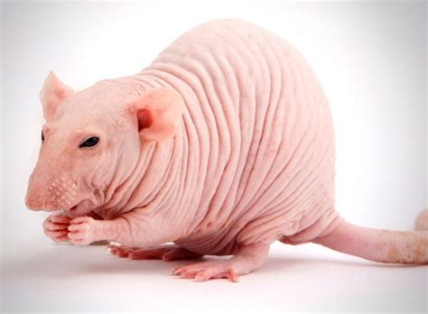 Декоративные домашние крысы: описание видов, чем кормить, как содержать