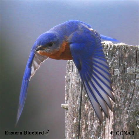 Eastern Bluebird (Sialia sialis) - EABL