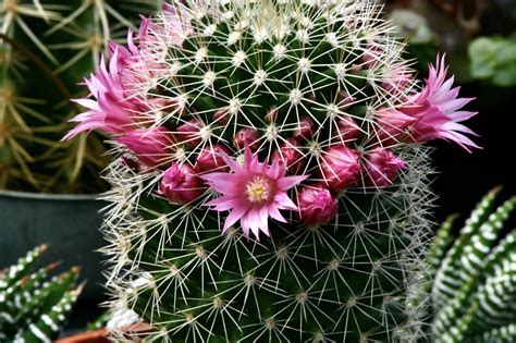 25 TYPES de CACTUS D'INTÉRIEUR - NOMS et PHOTOS