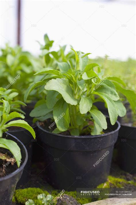 Closeup view of Stevia plants in black plastic pots — edible, Color