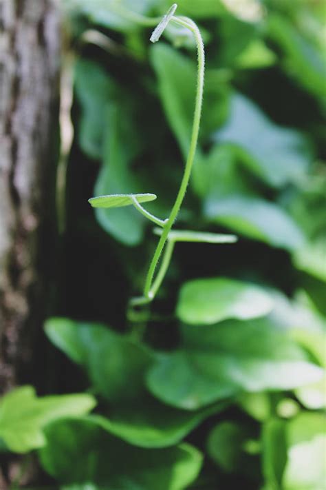 small vine leaf photograph  windy craig fine art america
