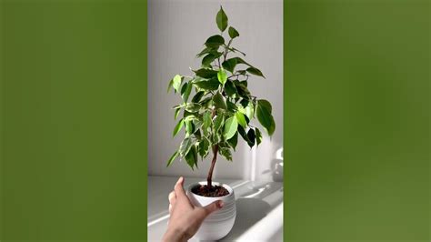 Голден Кинг - YouTube