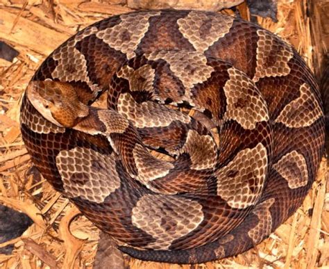 Venomous Snakes Of West Virginia Krebs Creek