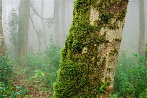 Primer plano de musgo verde en el bosque de árboles y niebla con