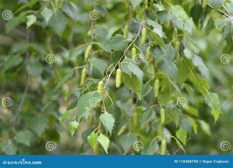 Birch Seed Pods Stock Photo Image Of Nature Macro 118408798