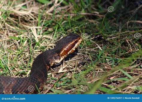 Water Moccasin Stock Image Image Of Moccasin Reptile 109276497