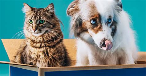 Free Chewy Pet Video Consult With Chewy The Freebie Guy® ️️️