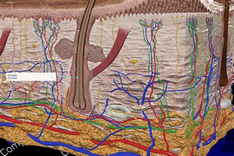 cortex complete anatomy