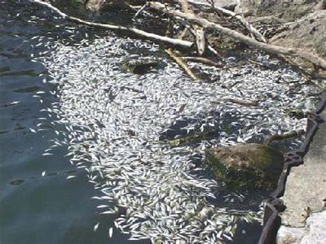 Alewives Washing Up On Lake Michigan Beaches