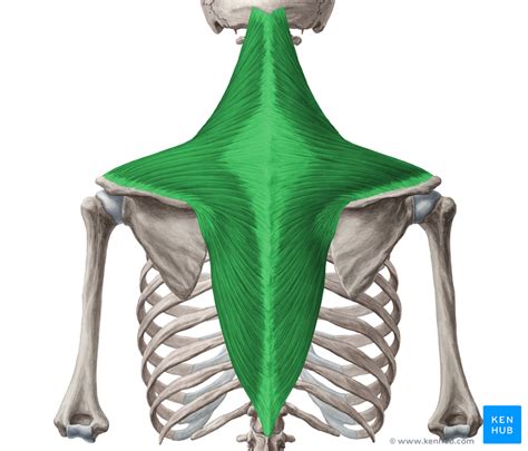 Trapezius Functional Anatomy Integrative Works - Human Body Anatomy