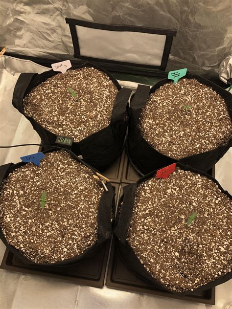 Two questions; How much water to give seedlings and recommended PH for